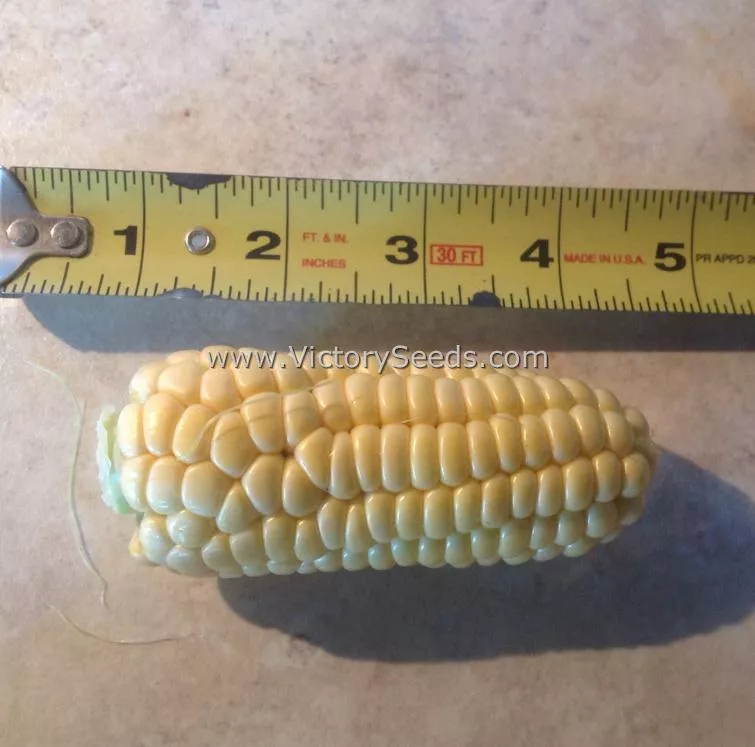 Yukon Chief Sweet Corn