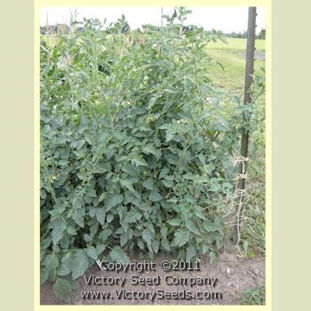 Fioletovyi Kruglyi Tomato