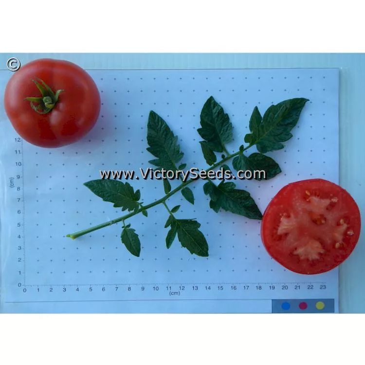Duke of York Tomato