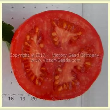 Aunt Edna Tomato