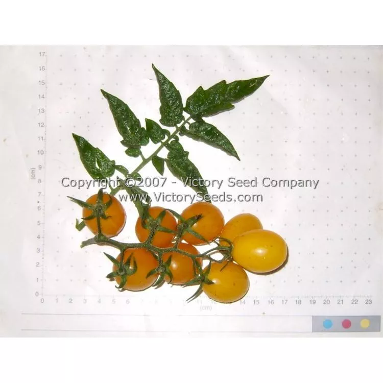 Yellow Plum Tomato