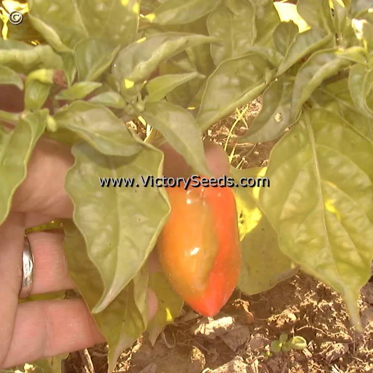Habanero Red Hot Pepper