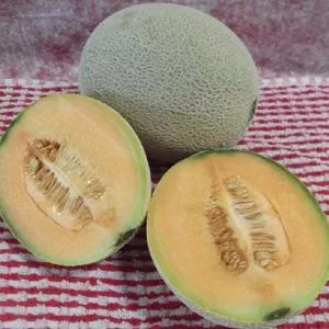 Top Mark (Topmark) Melon
