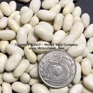 Roma II Bush Green Garden Bean