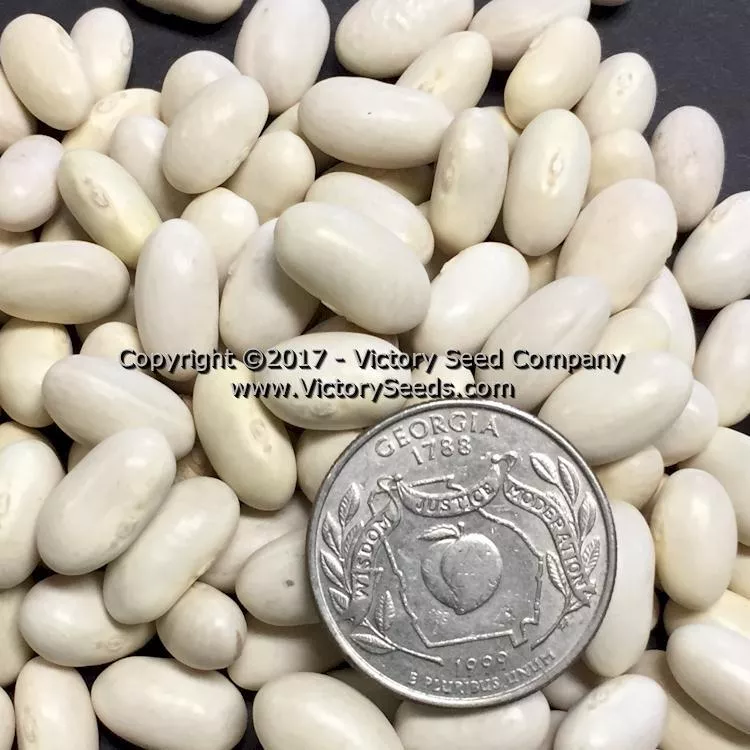 Roma II Bush Green Garden Bean