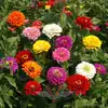 Zinnia, California Giants Mix