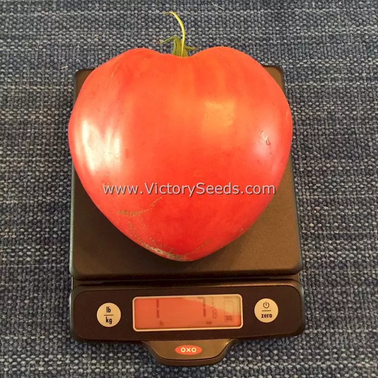Cancelmo Family Heirloom Tomato