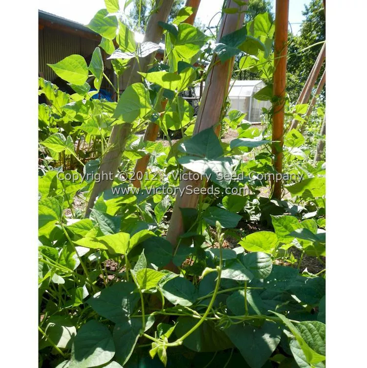 Blue Lake FM-1K Pole Green Garden Bean