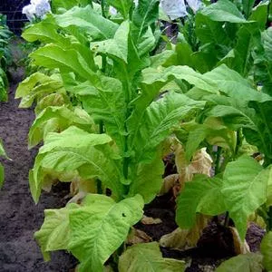 Virginia 116 Tobacco