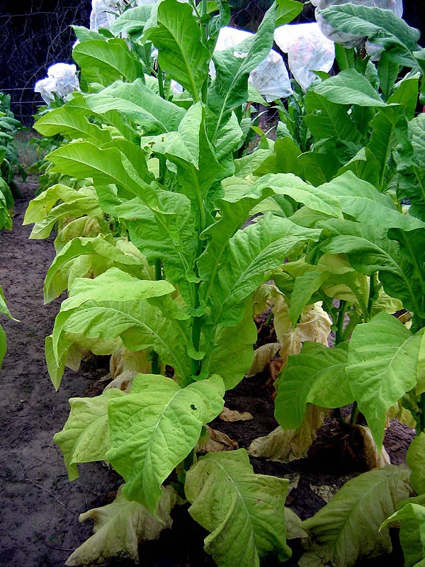 Virginia 116 Tobacco