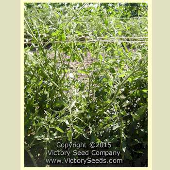 Ludmilla Red Plum Tomato
