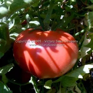 New King Tomato