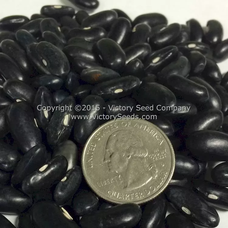 Resistant Cherokee Wax Bush Snap Garden Bean