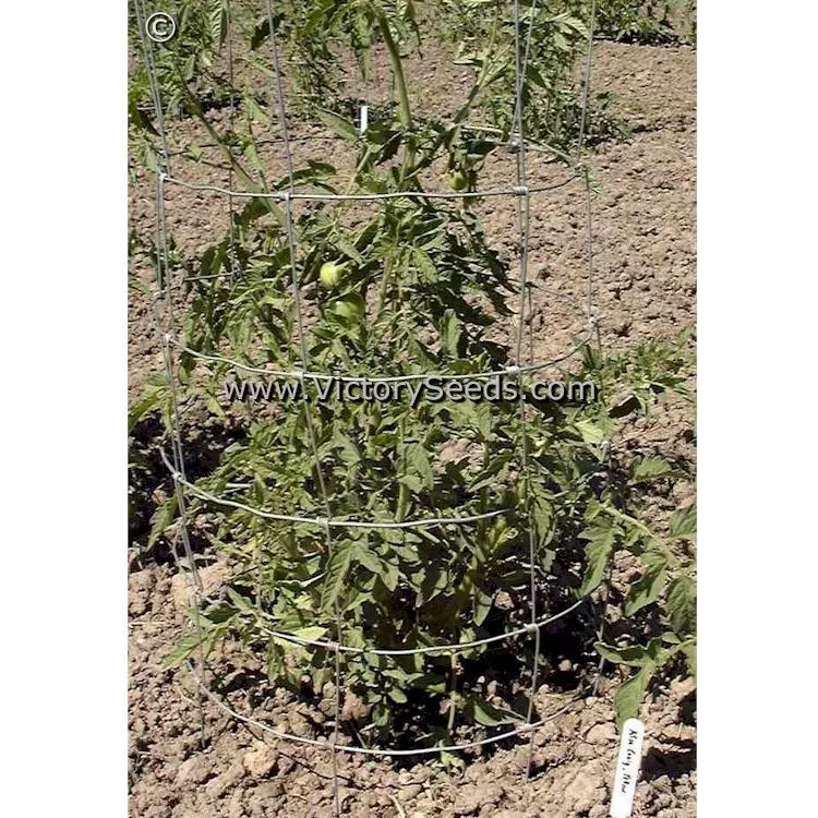 Yellow Ailsa Craig Tomato
