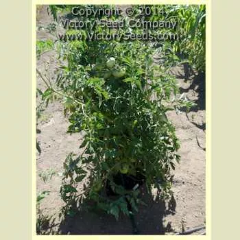 Rozovyi Izumnyi Tomato