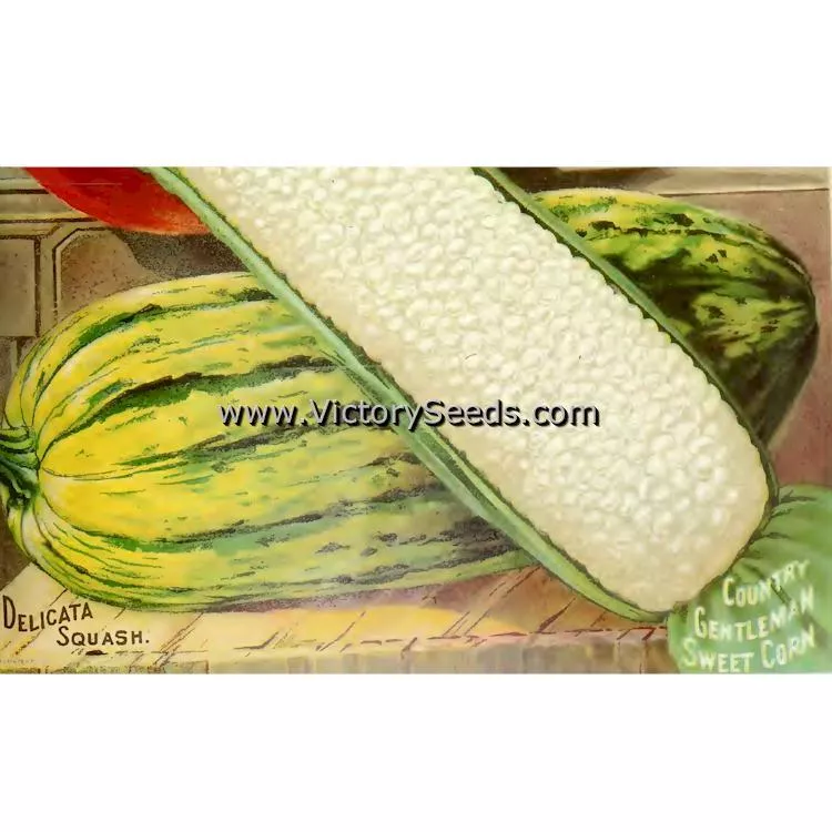 Delicata Winter Squash