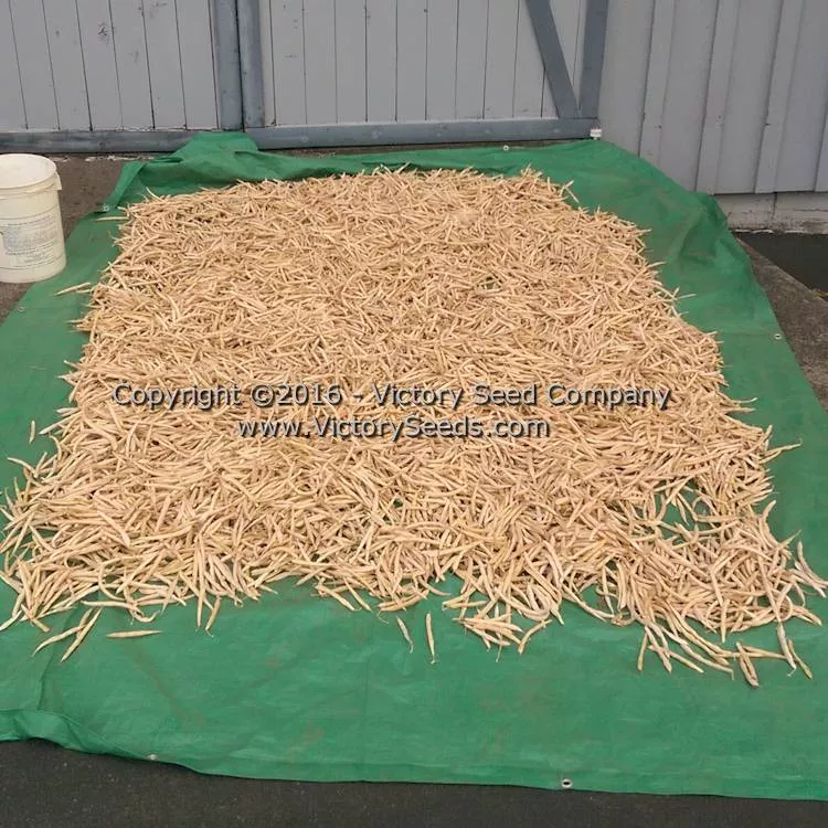 Tobacco Patch Dry Bush Garden Bean