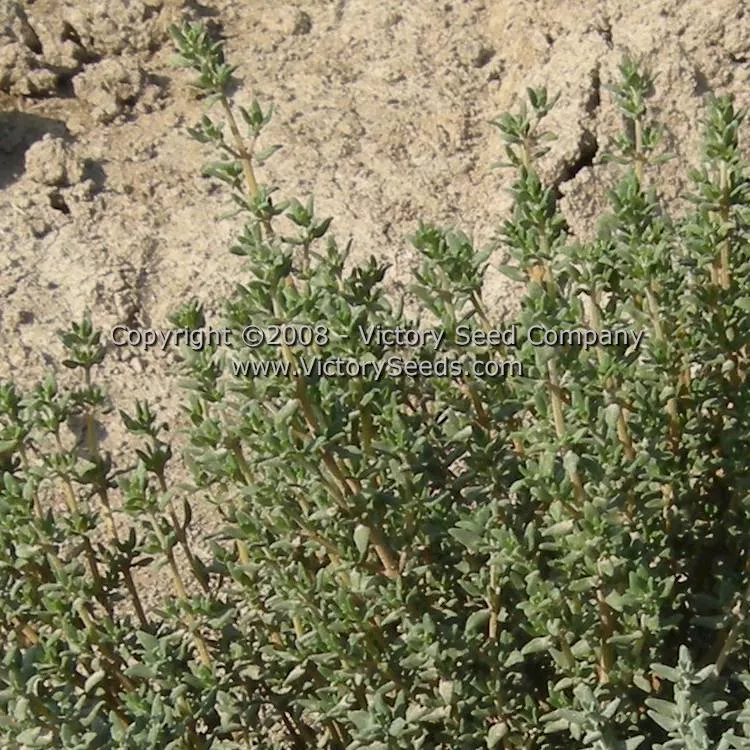 Garden Thyme