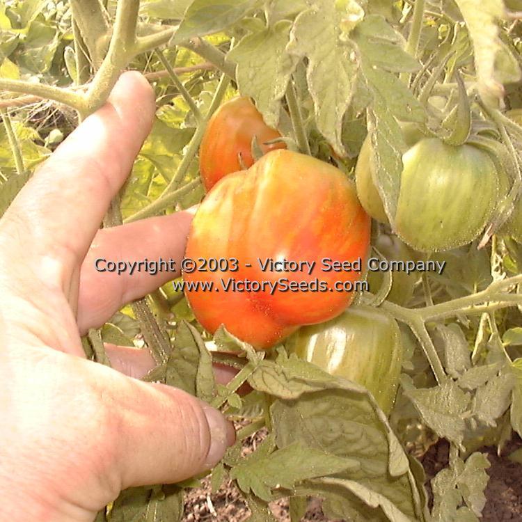 Schimmeig Stoo (Striped Cavern) Tomato