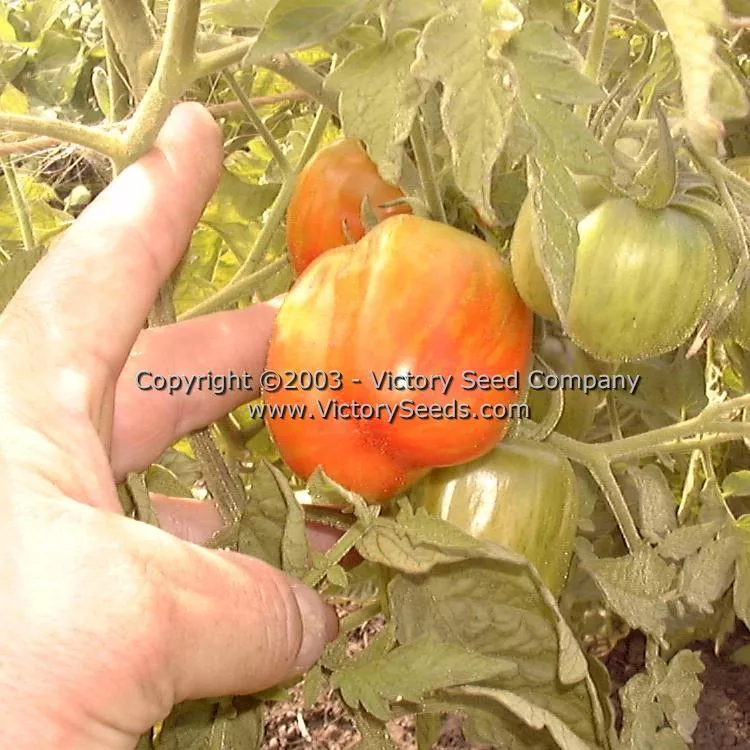 Schimmeig Stoo (Striped Cavern) Tomato