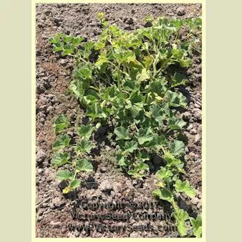 Tendral Verde Tardif Melon