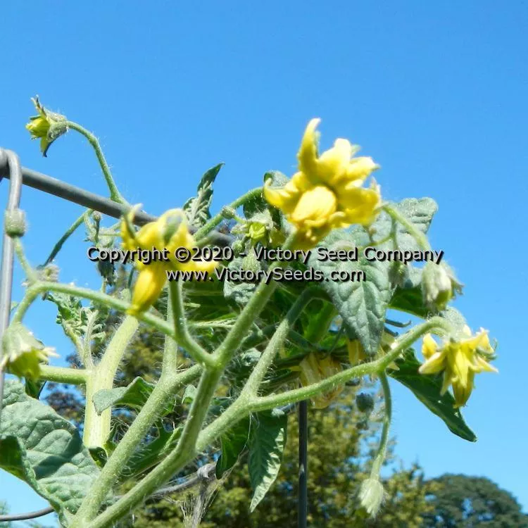 Dwarf Elsie's Fancy Tomato