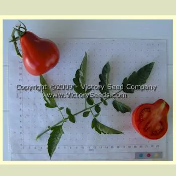 Malinovaya Grusha Tomato