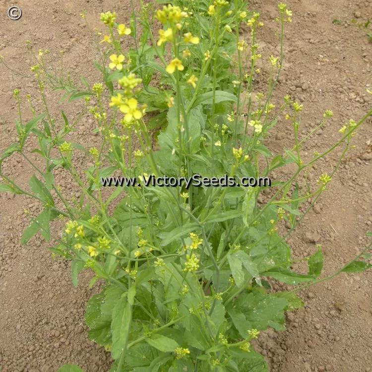 Florida Broad Leaf Mustard Greens