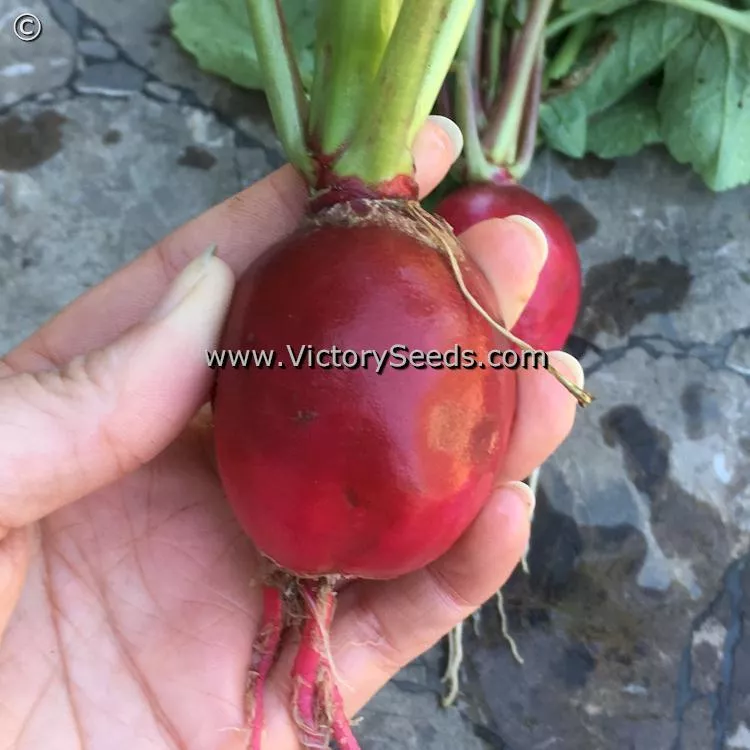 Crimson Giant Radish