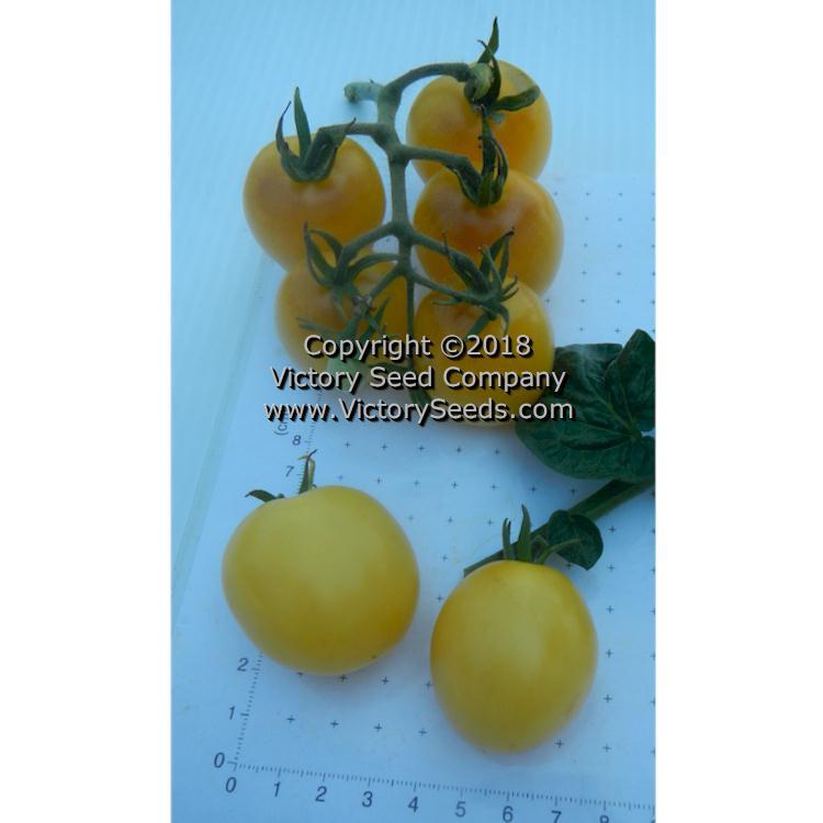 Dwarf Mandurang Moon Tomato