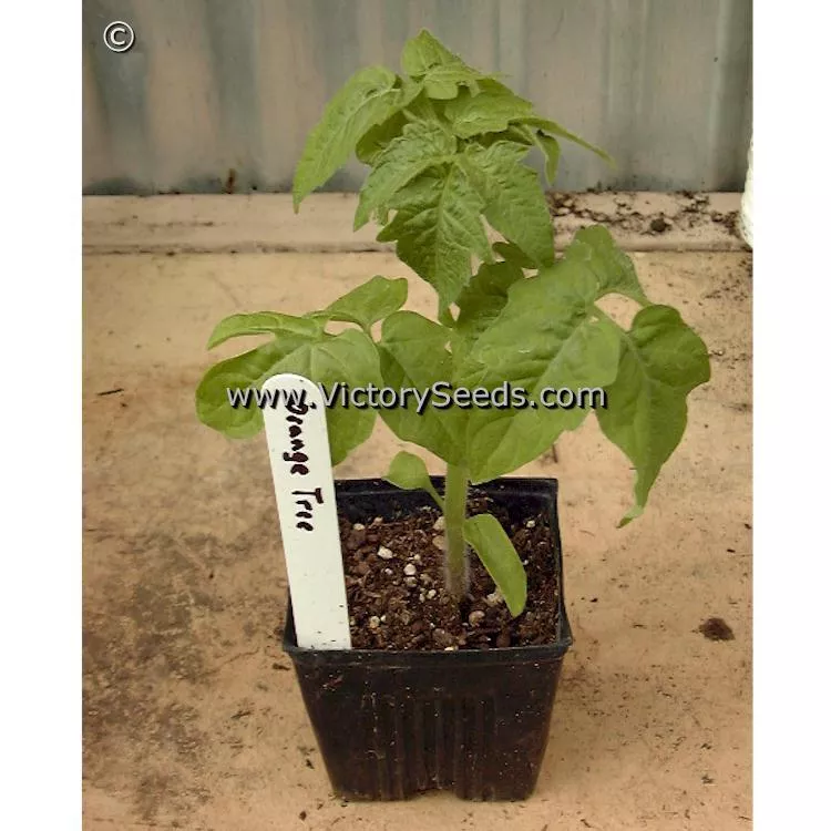Orange Tree Tomato