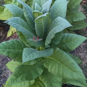 Red Rose Tobacco