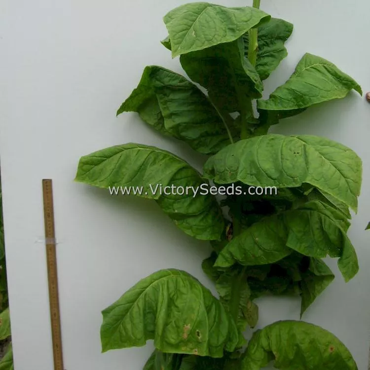 Moonlight Tobacco