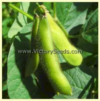 Hakucho Soybean