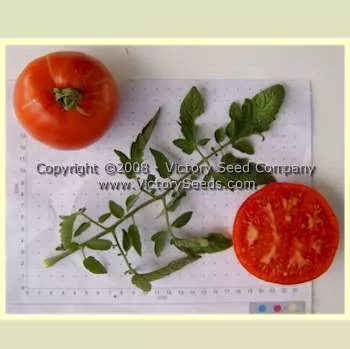 Glamour Tomato