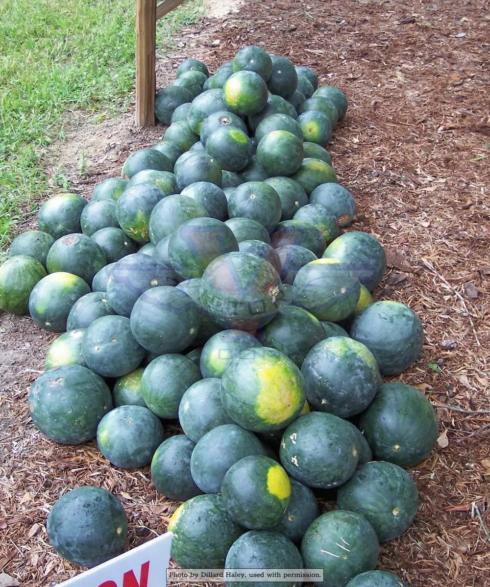Sugar Baby Watermelon