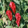 Ghost Pepper (Bhut Jolokia Hot Pepper)
