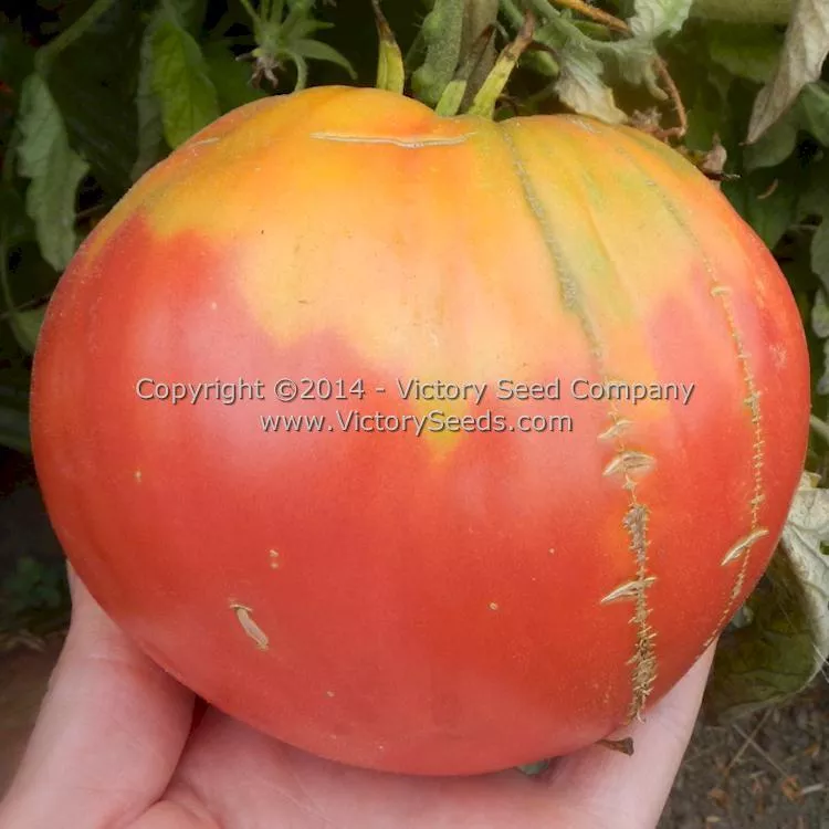 Giant Heart Climber Tomato