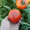 Oregon Star Tomato