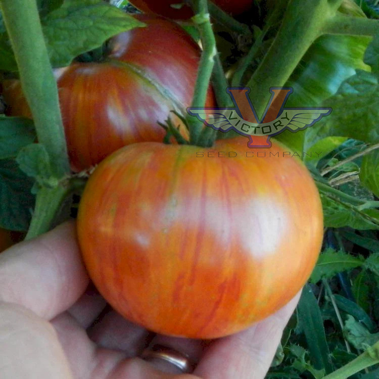 Dwarf Firebird Sweet Tomato