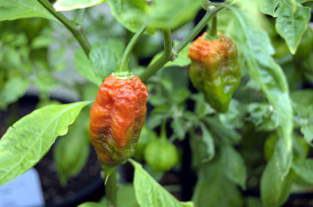 Ghost Pepper (Bhut Jolokia Hot Pepper)