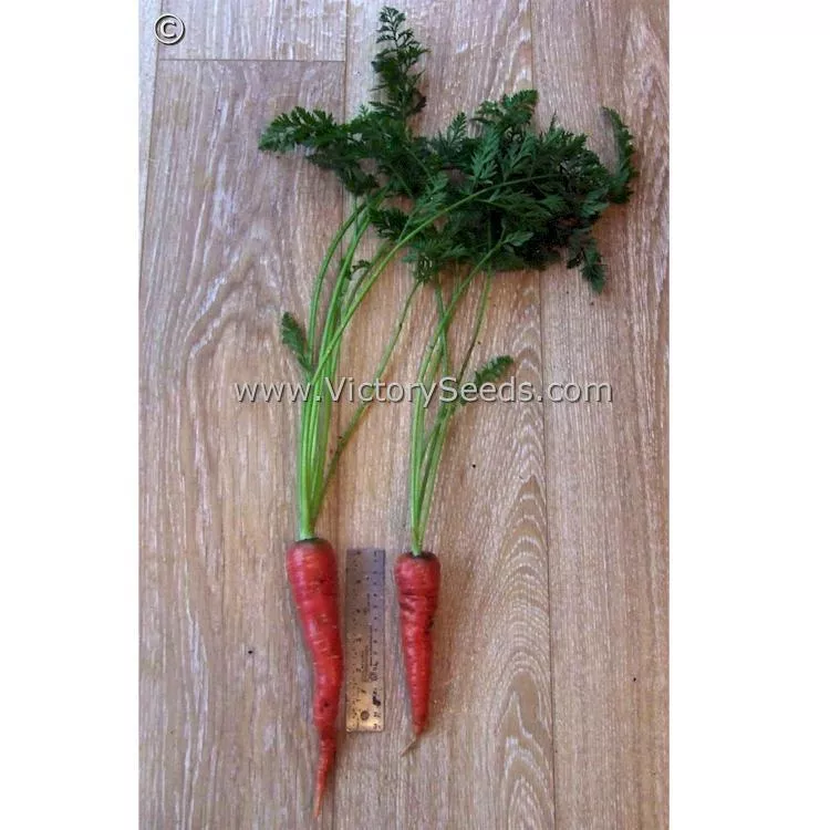 Atomic Red Carrot