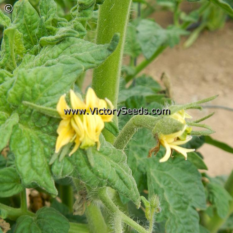 Dwarf Oriole Tomato
