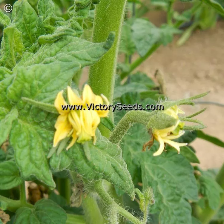 Dwarf Oriole Tomato