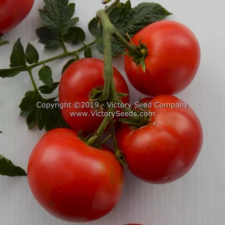 Atkinson Tomato
