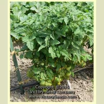 Dwarf Russian Swirl Tomato