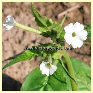 Clevelandii Tobacco