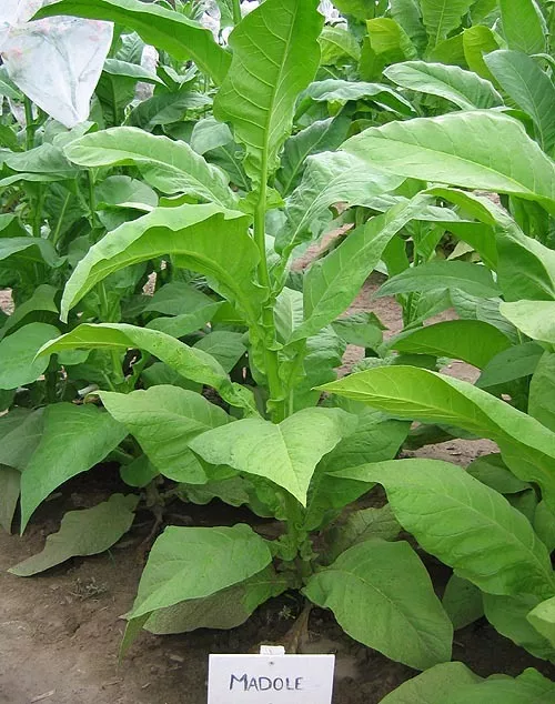 Madole Tobacco