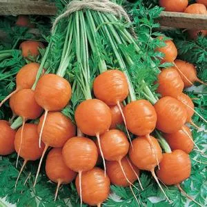Parisian Carrot