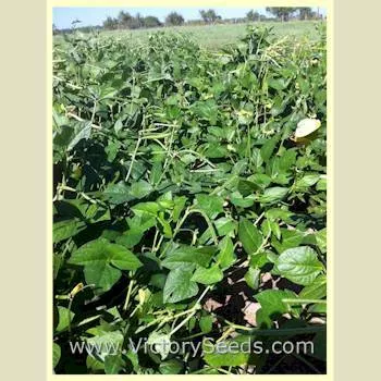 Lady Southern Pea